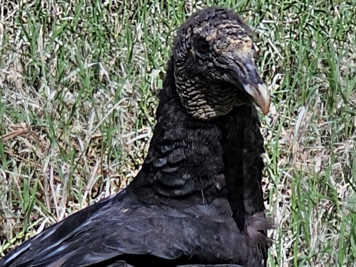 Black Vulture - ML619677717