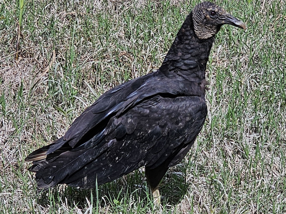 Black Vulture - ML619677720