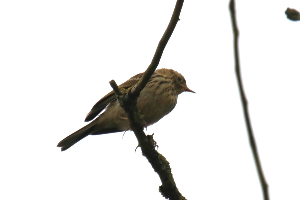 Meadow Pipit - ML619677753