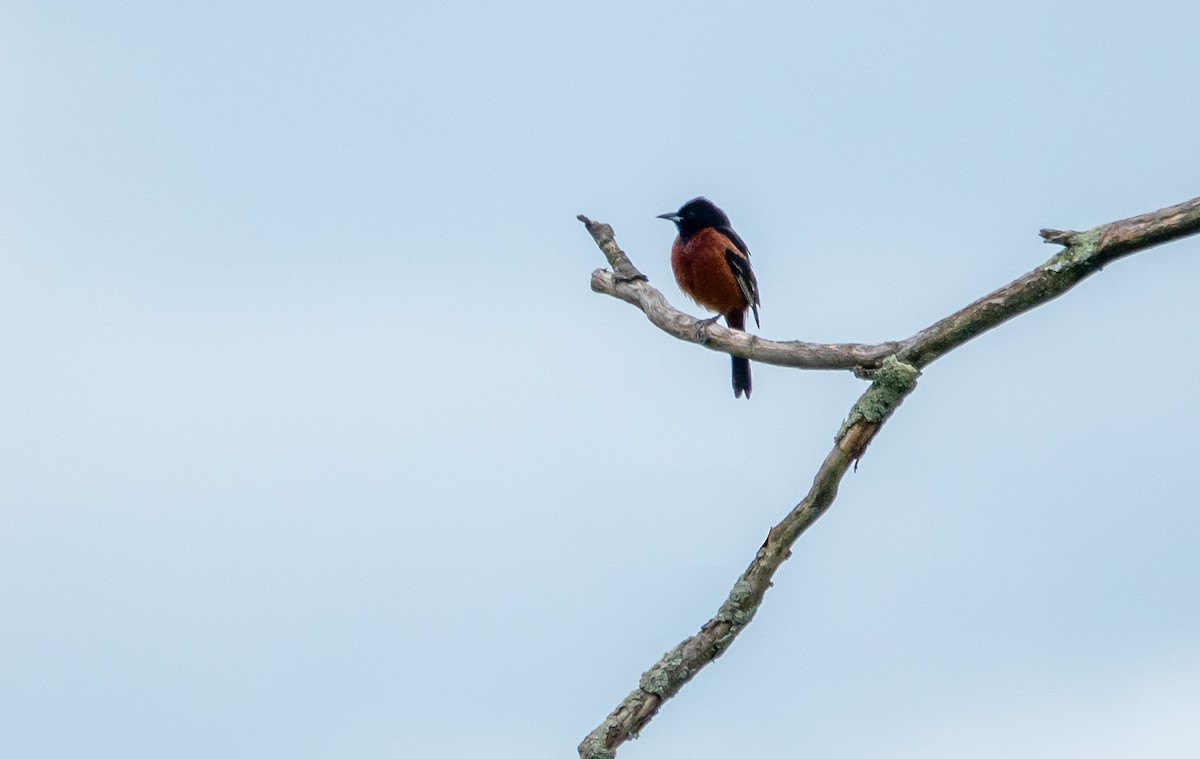 Orchard Oriole - ML619677762