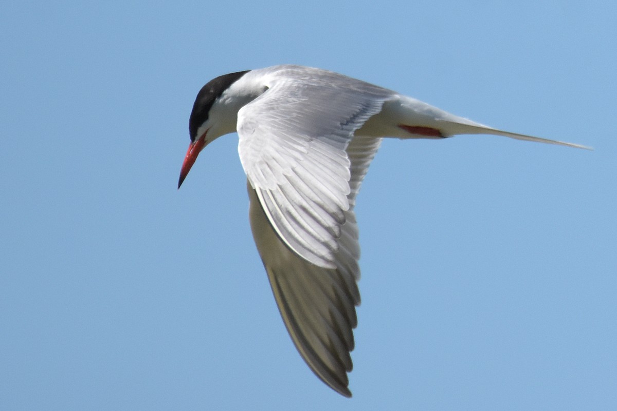 Common Tern - ML619677777