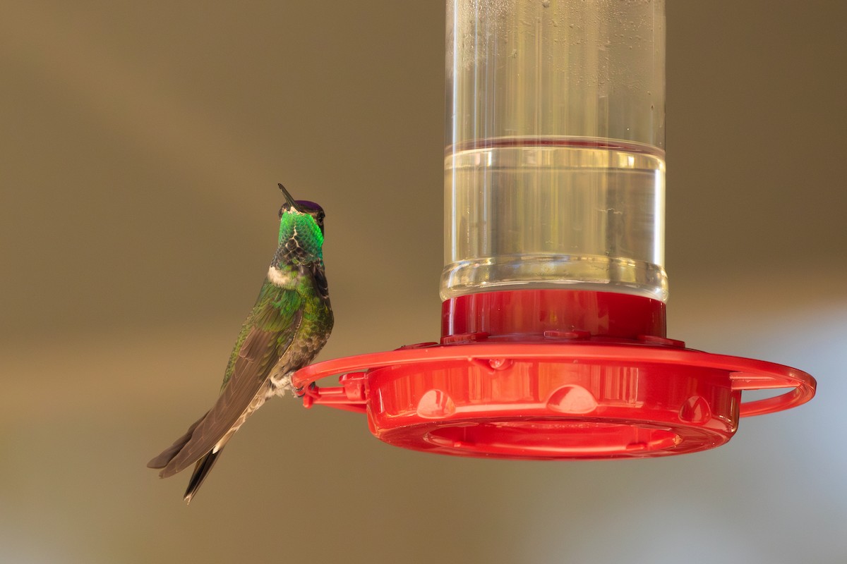 kolibřík skvostný - ML619677792