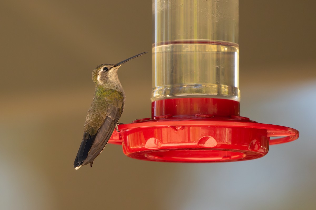 kolibřík blankytohrdlý - ML619677810