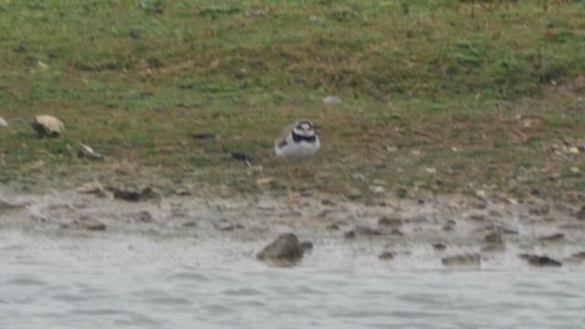 Common Ringed Plover - ML619677828