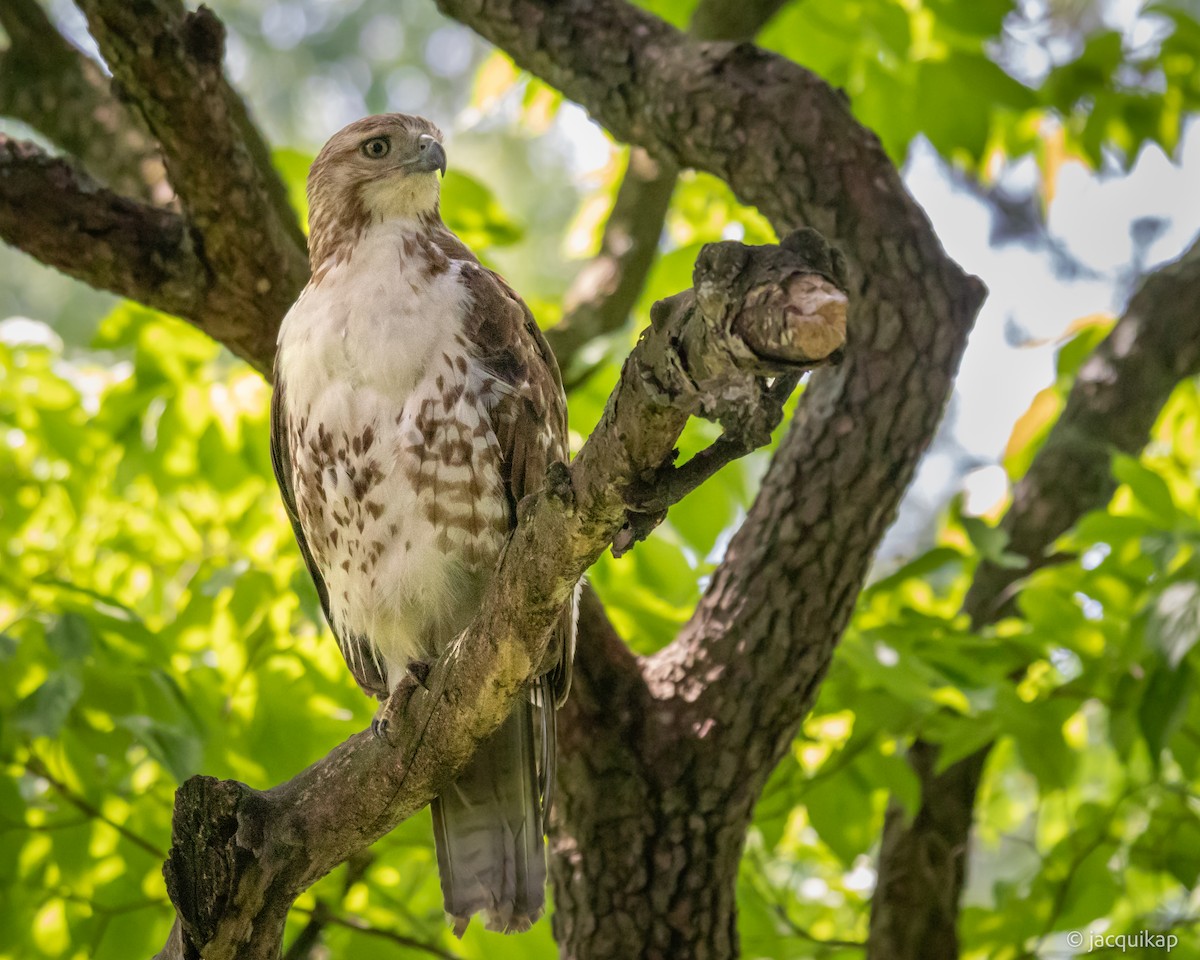 Red-tailed Hawk - ML619677853
