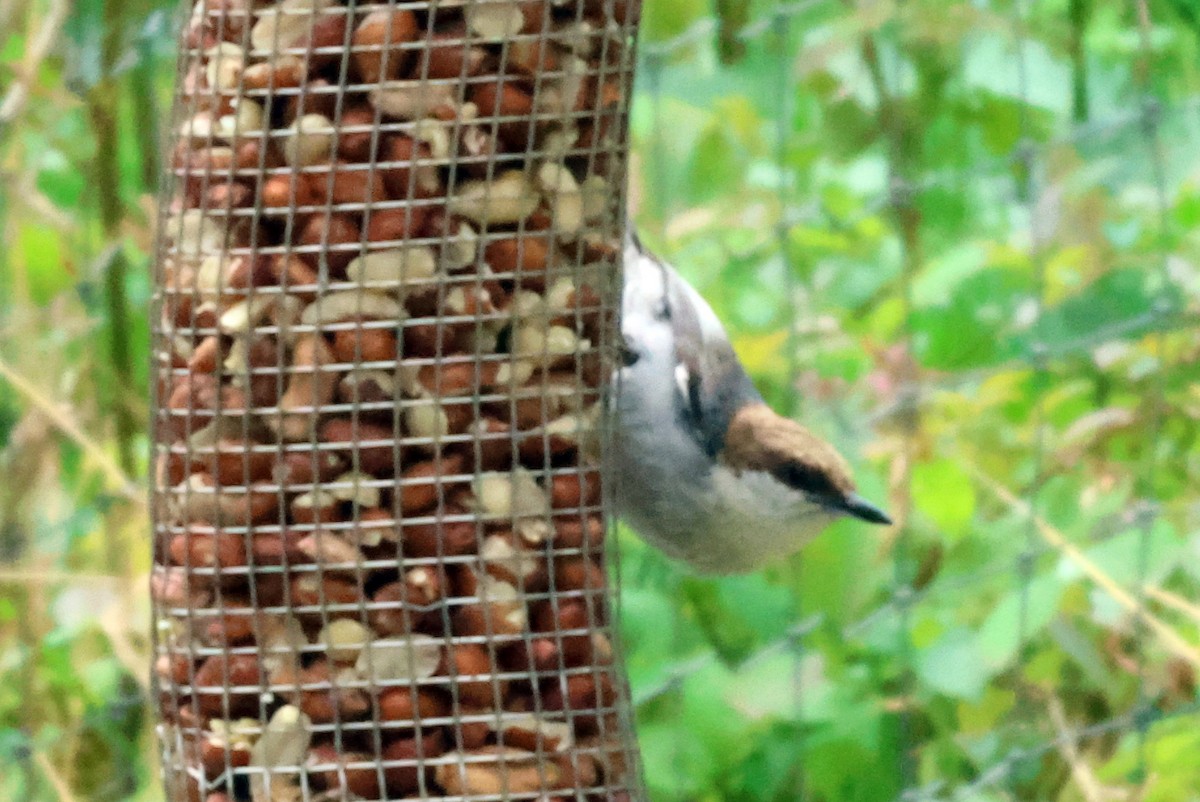 Brown-headed Nuthatch - ML619677865