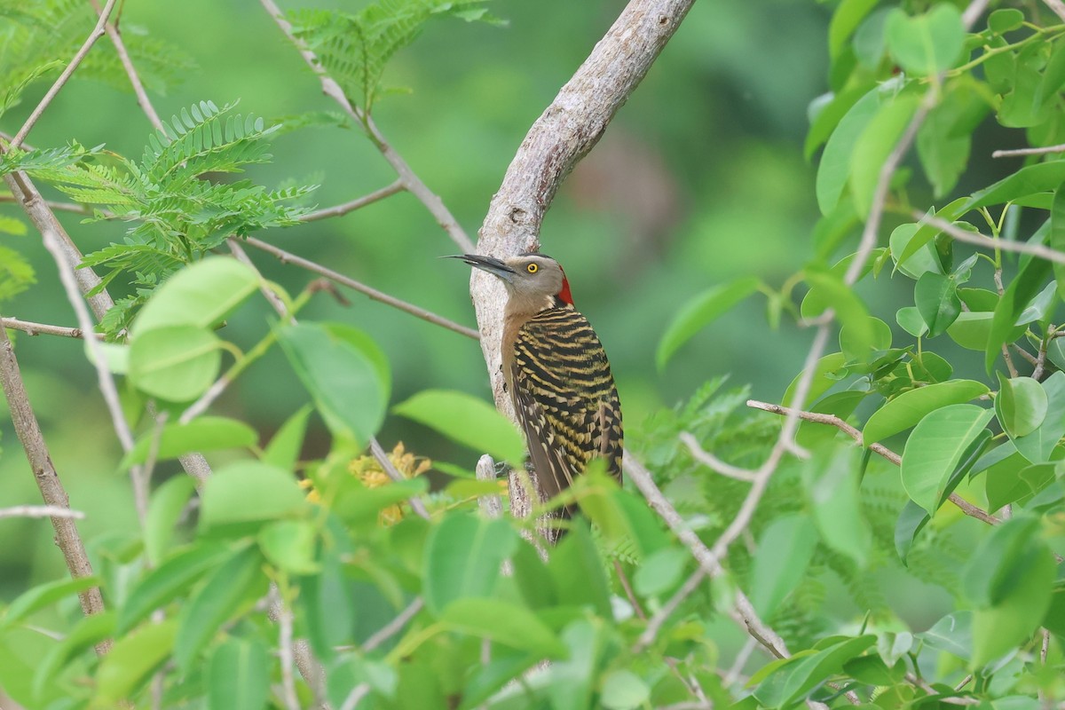 Hispaniolan Woodpecker - ML619677899