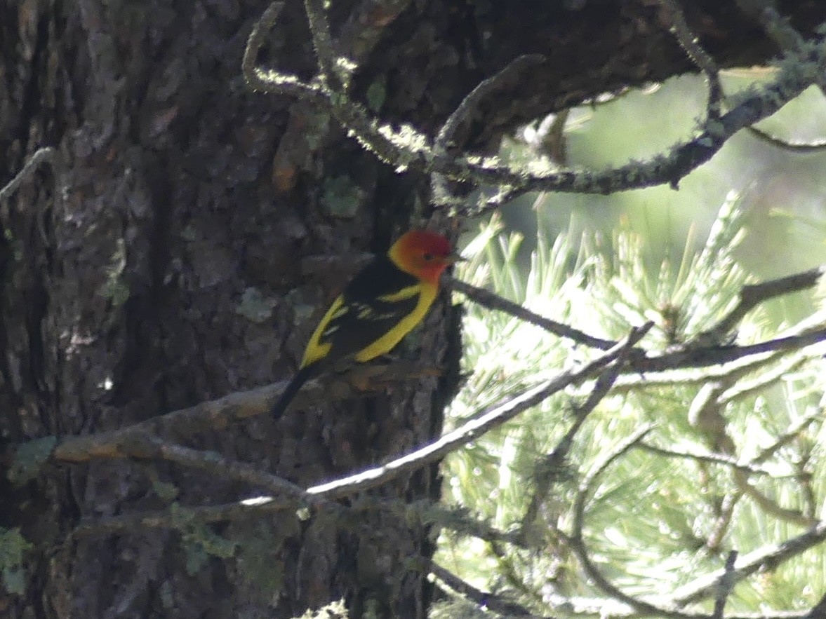 Western Tanager - ML619677940