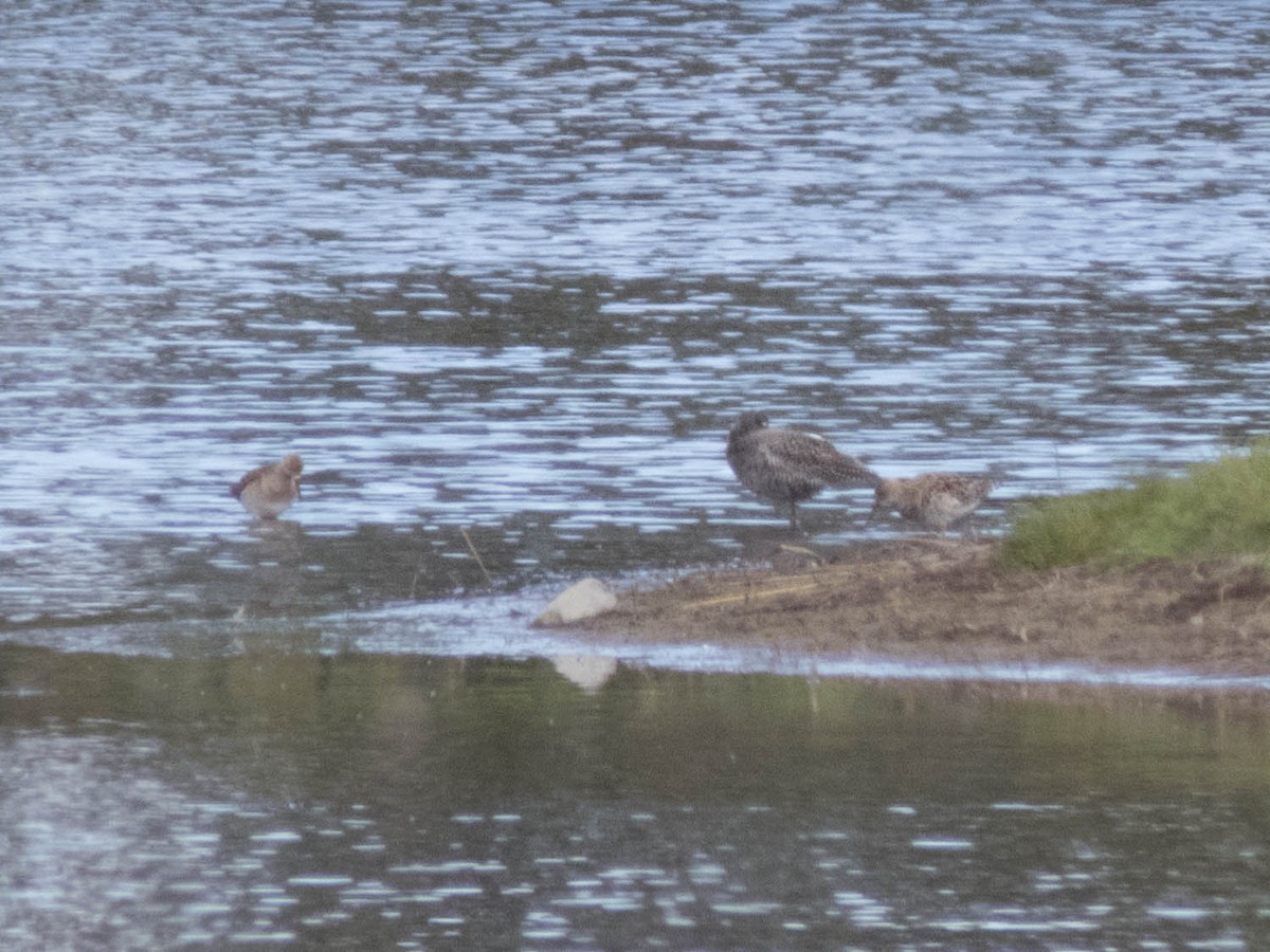 Spotted Redshank - ML619677945