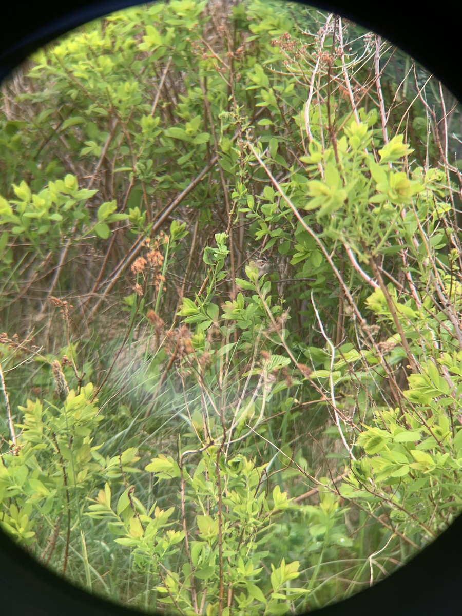 Clay-colored Sparrow - ML619677995