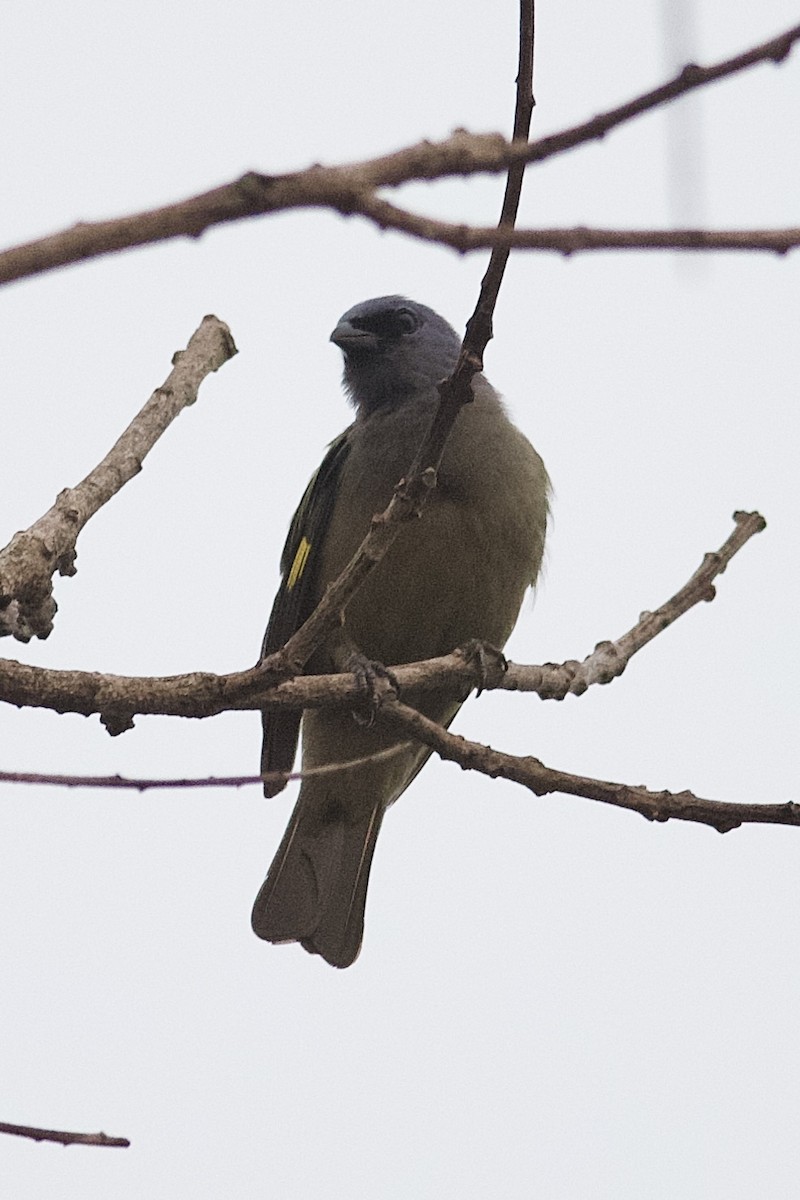 Yellow-winged Tanager - ML619678008