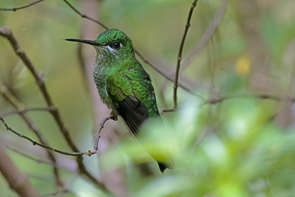 Green-crowned Brilliant - ML619678014