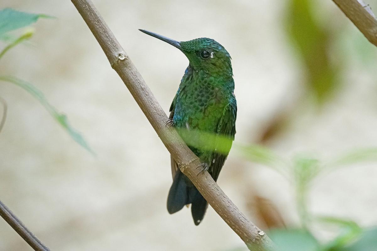 Green-crowned Brilliant - ML619678018