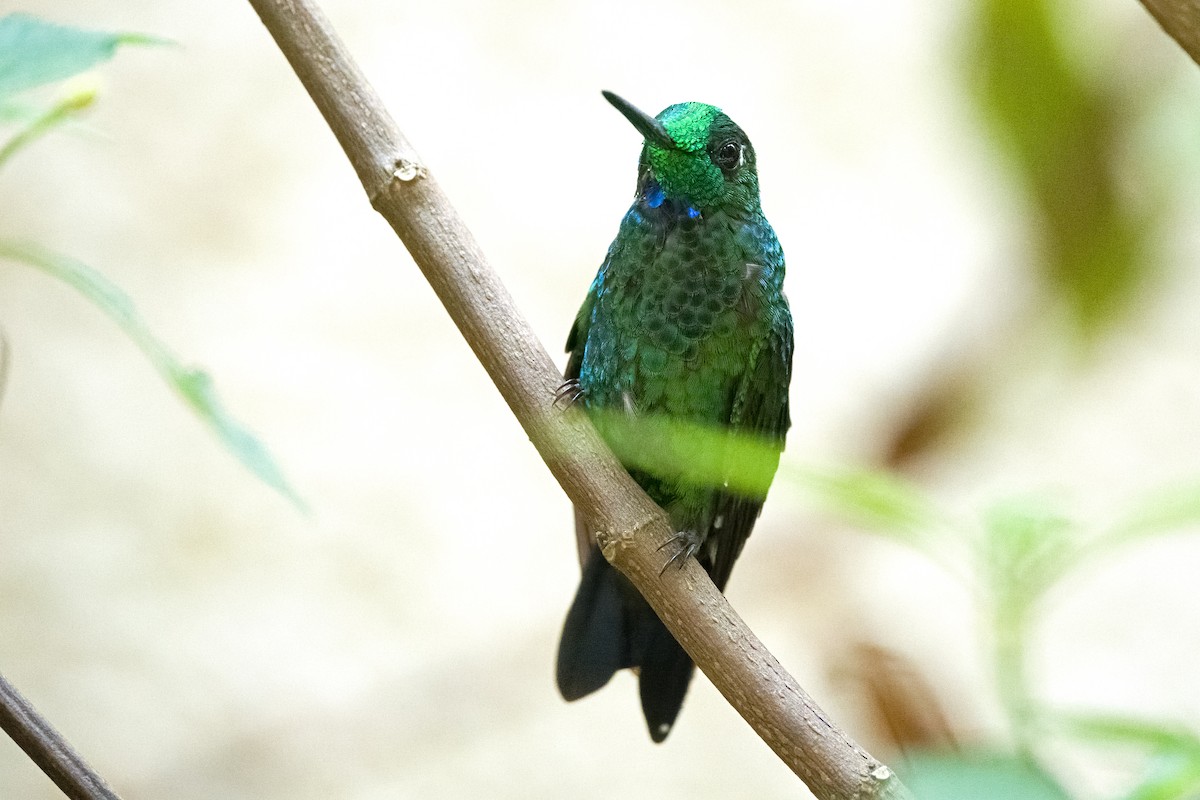 Green-crowned Brilliant - ML619678019