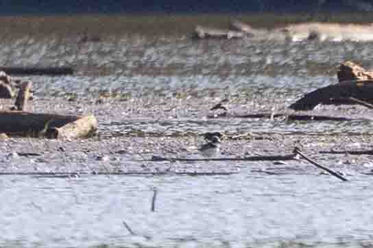 Semipalmated Plover - ML619678029