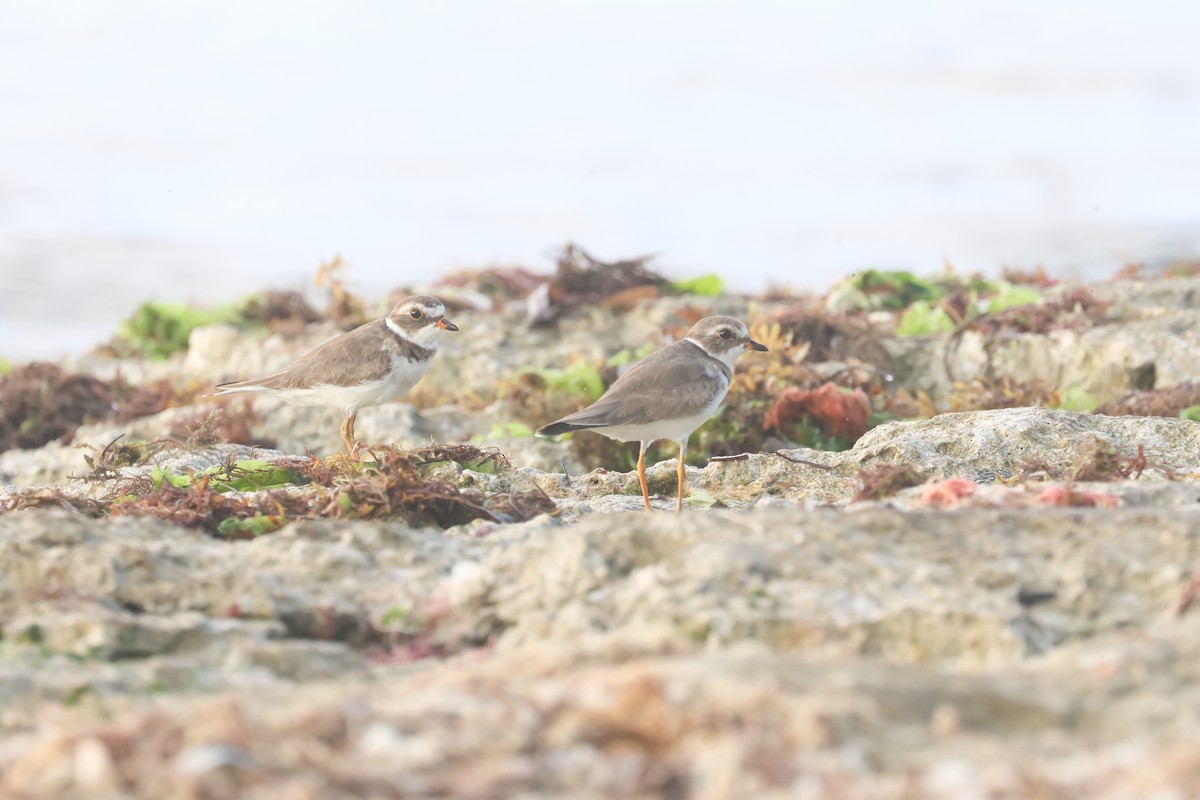 Semipalmated Plover - ML619678034