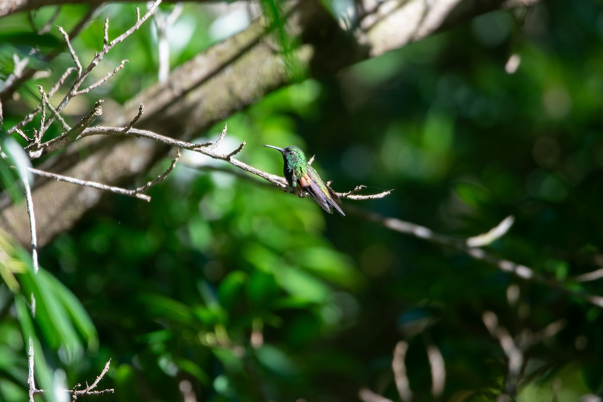 Stripe-tailed Hummingbird - ML619678049