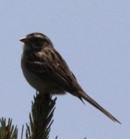Clay-colored Sparrow - ML619678050
