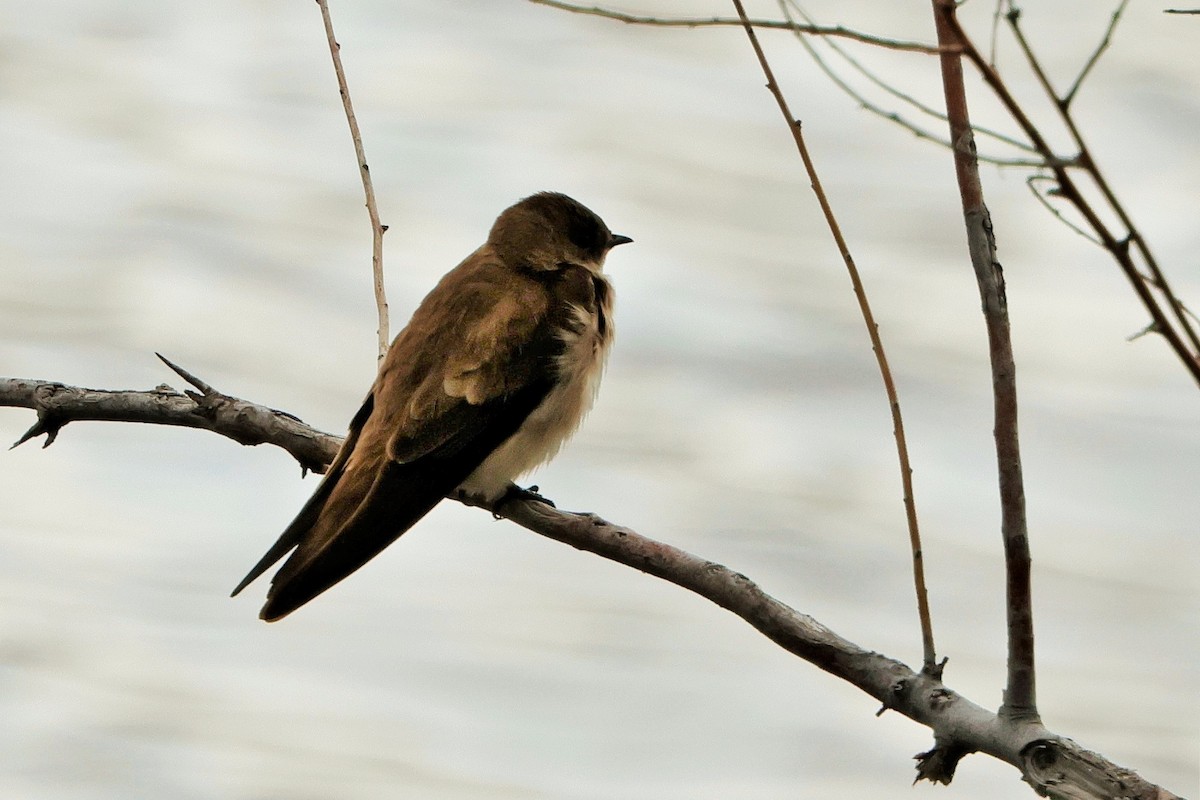 Northern Rough-winged Swallow - ML619678067