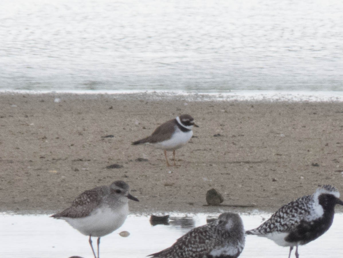 Common Ringed Plover - ML619678086