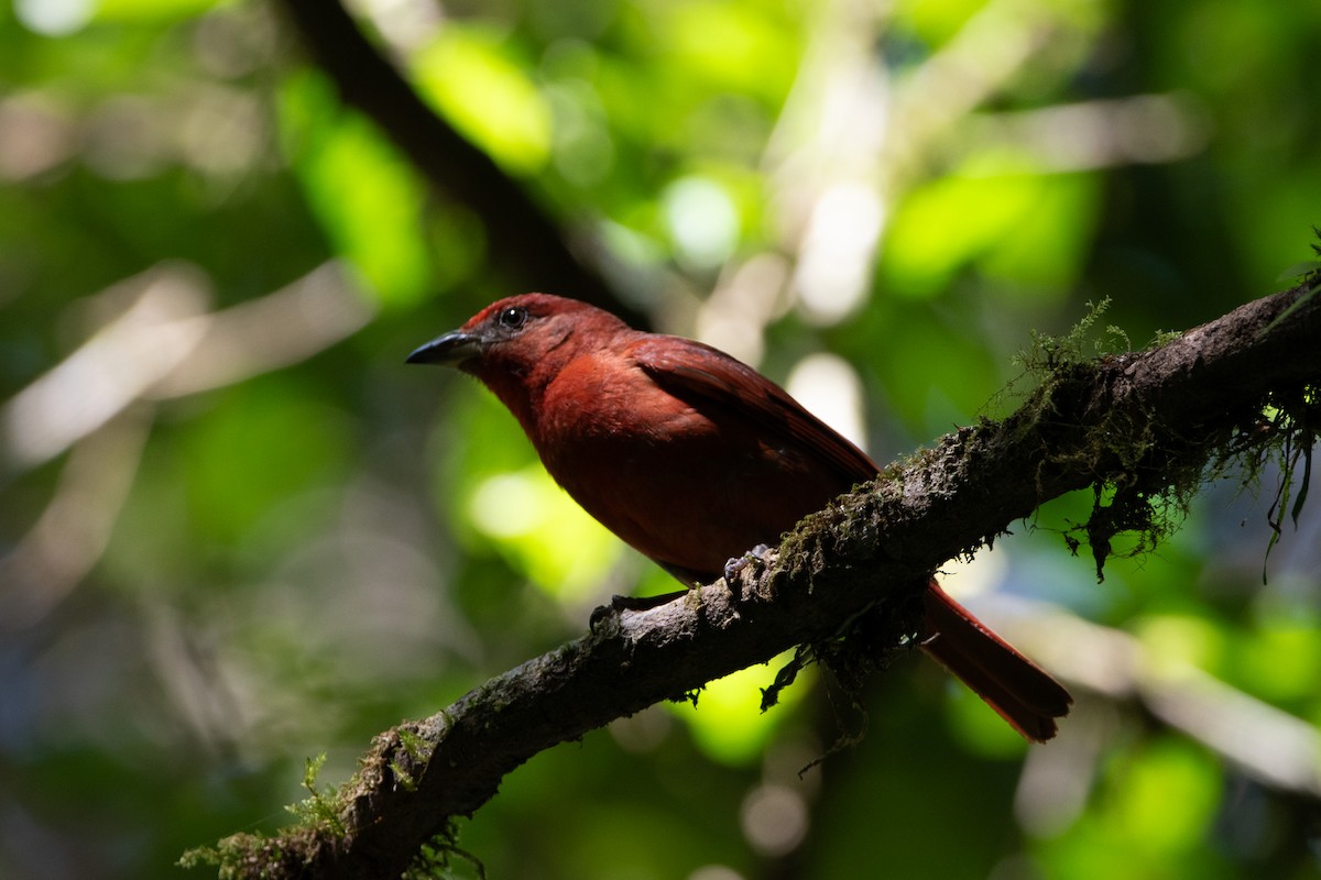 Hepatic Tanager - ML619678102