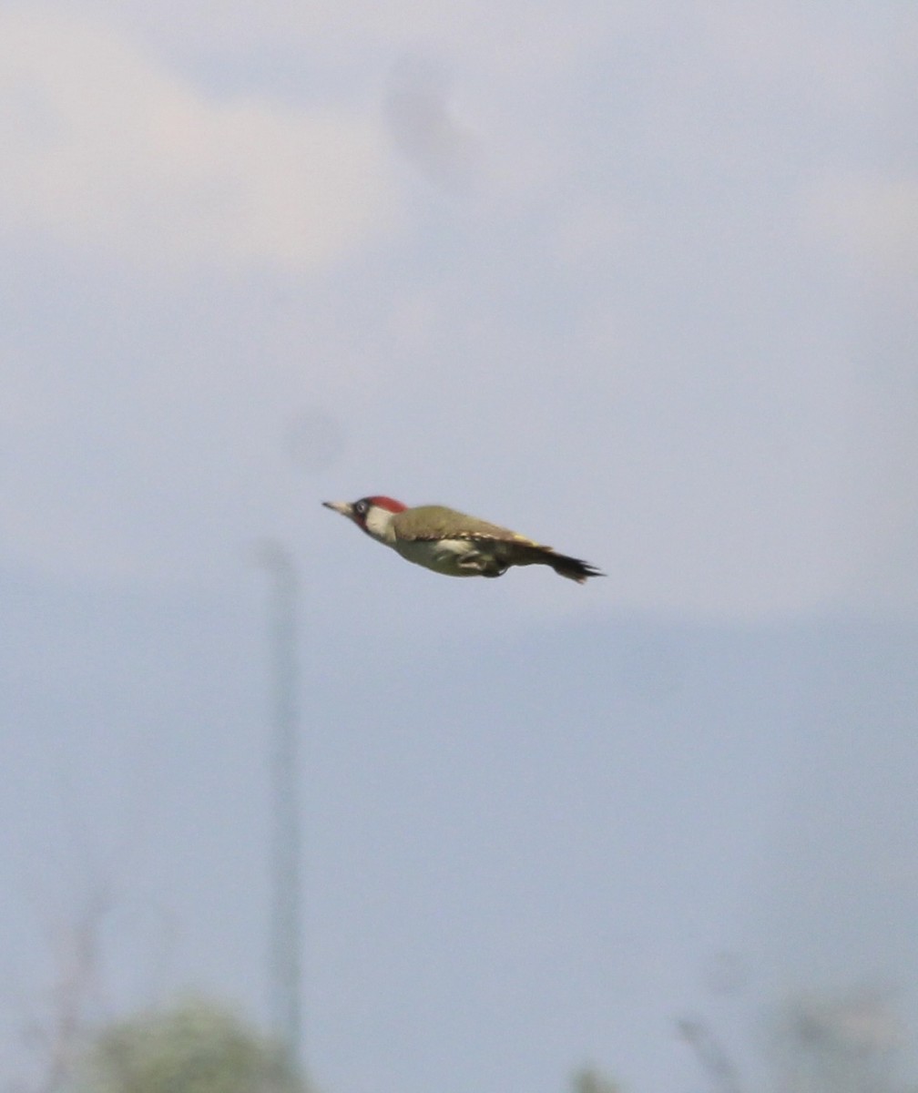Eurasian Green Woodpecker - ML619678213