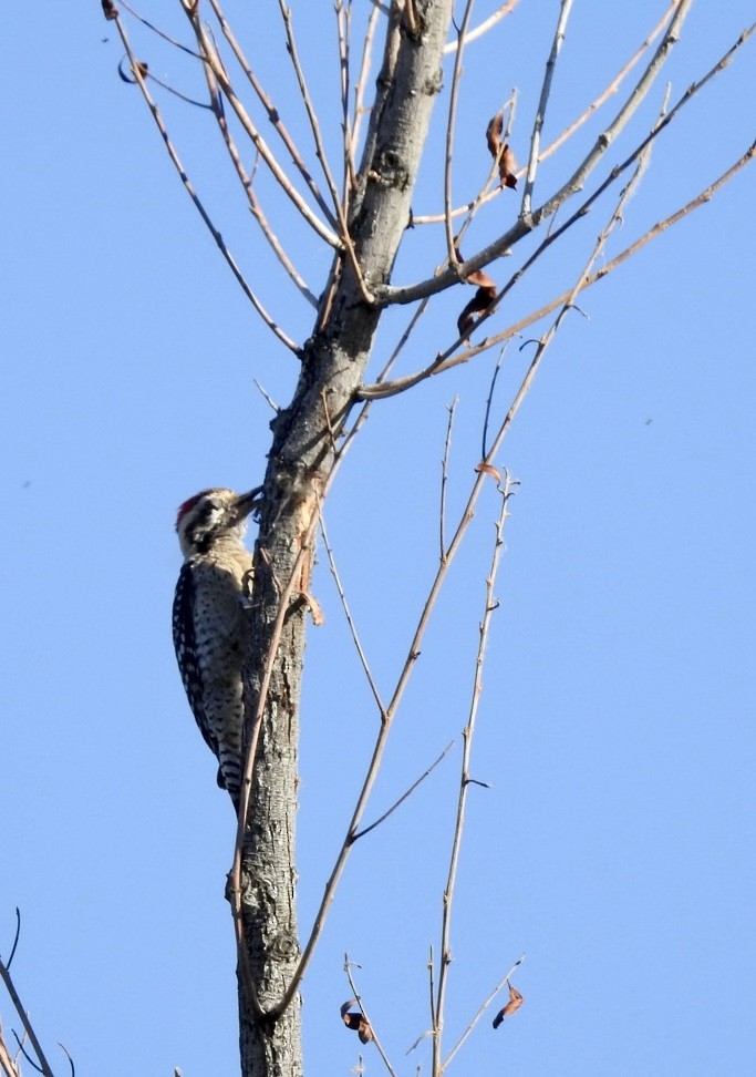 Ladder-backed Woodpecker - ML619678292