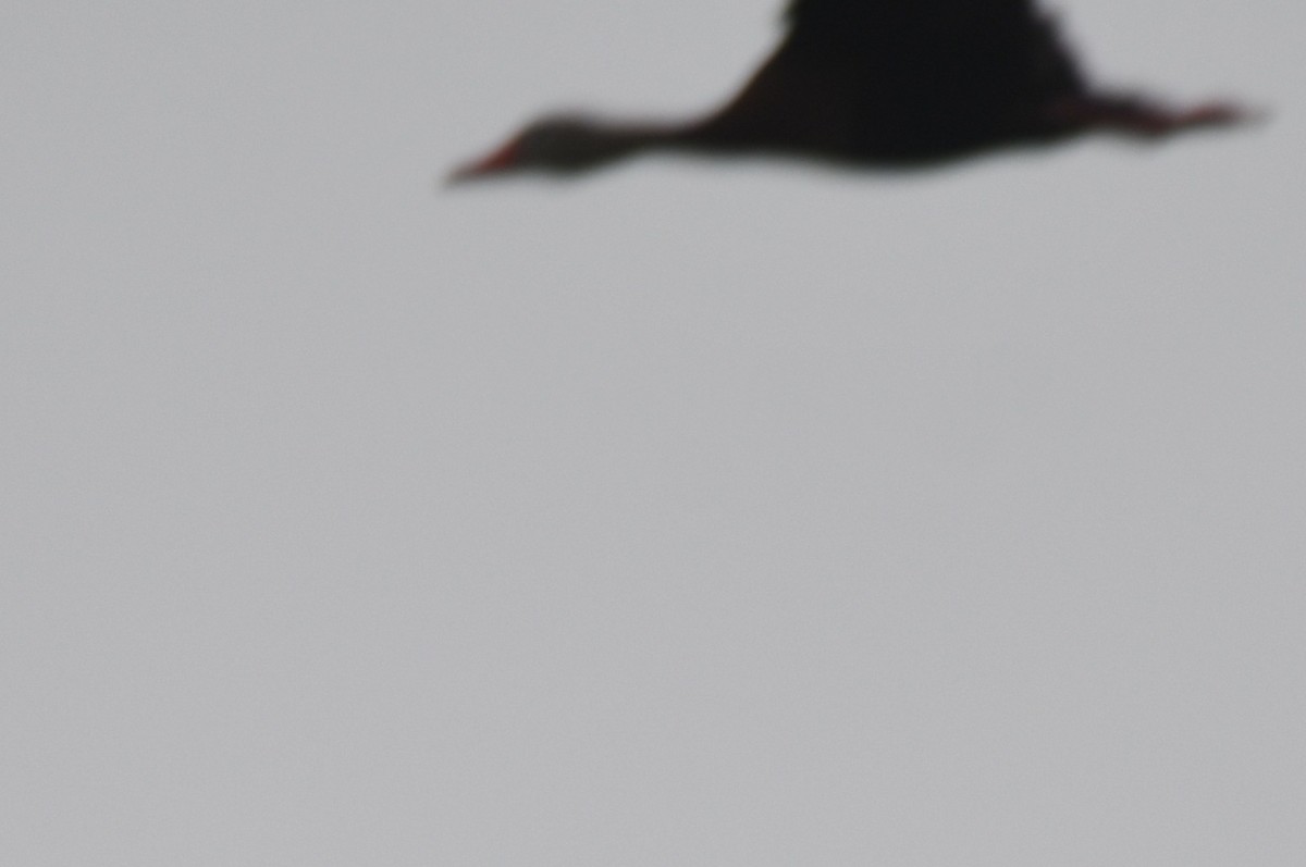 Black-bellied Whistling-Duck - ML619678307