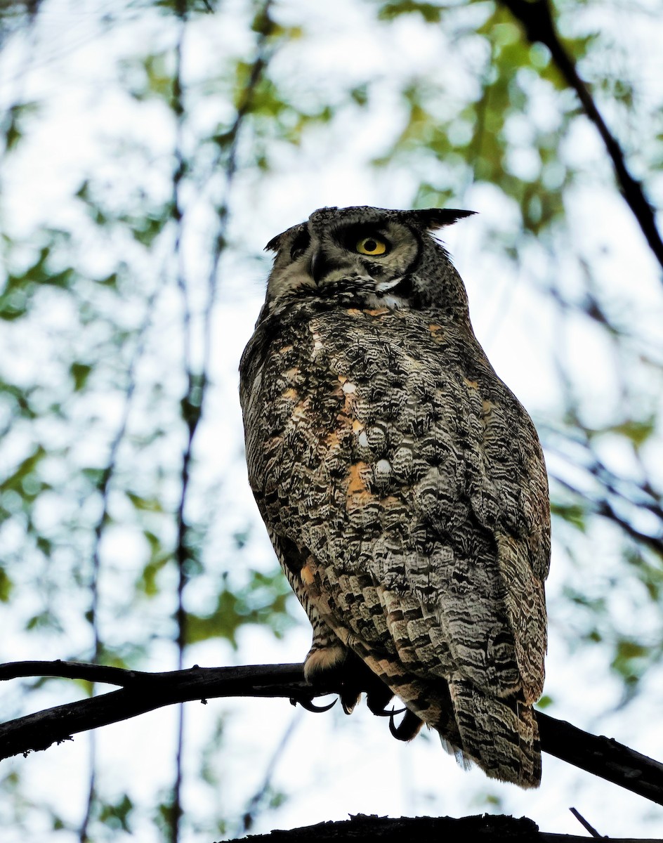 Great Horned Owl - ML619678314