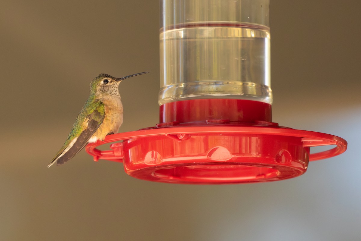 Broad-tailed Hummingbird - ML619678316