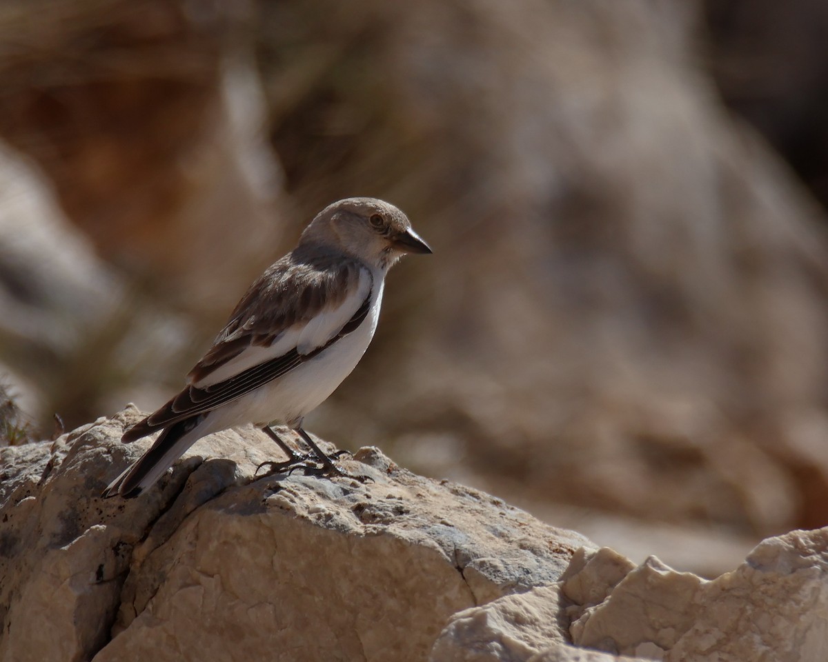 White-winged Snowfinch - ML619678354