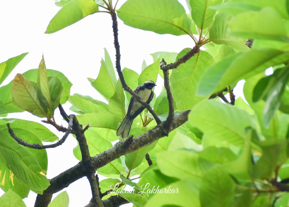 White-browed Fantail - ML619678372