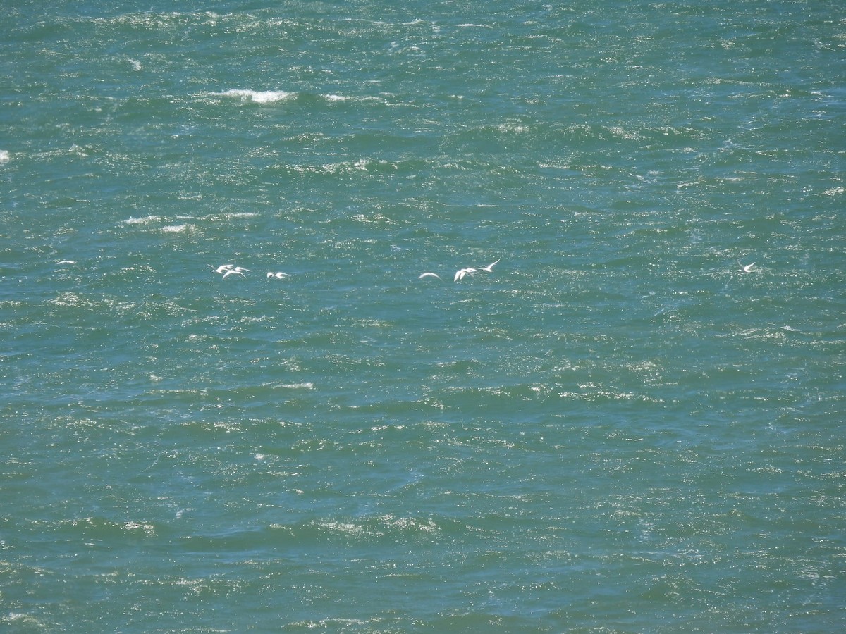 Gull-billed Tern - ML619678409