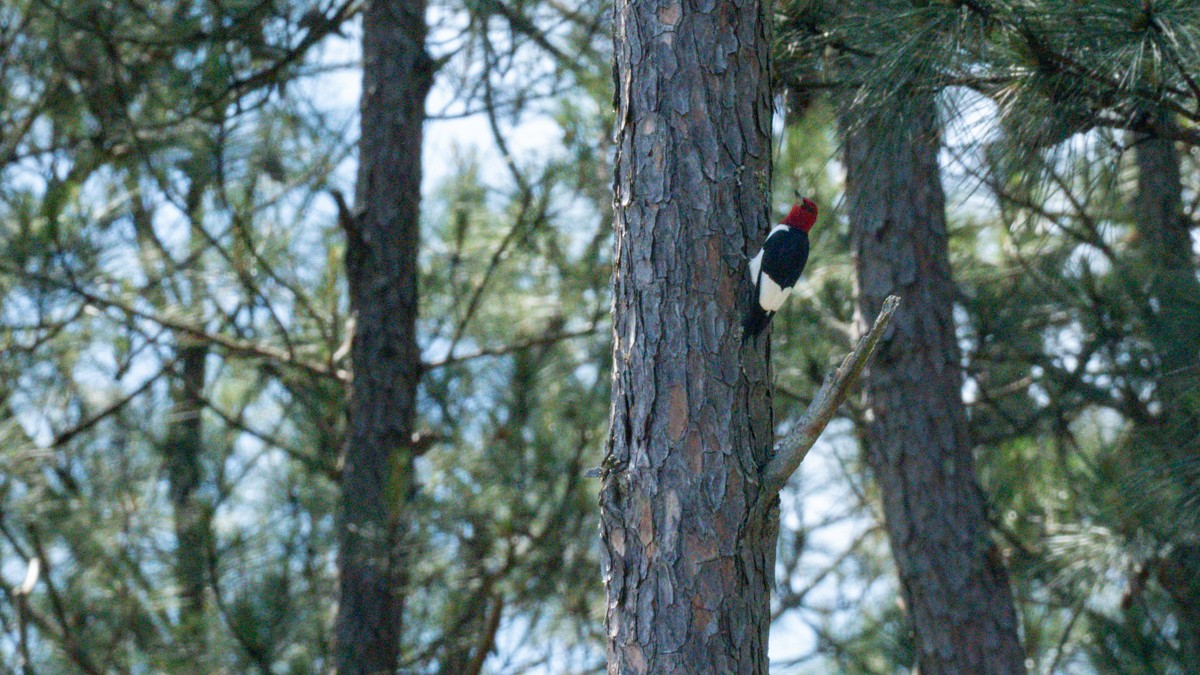 Red-headed Woodpecker - ML619678427