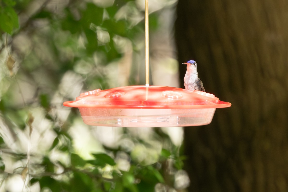 Violet-crowned Hummingbird - ML619678431