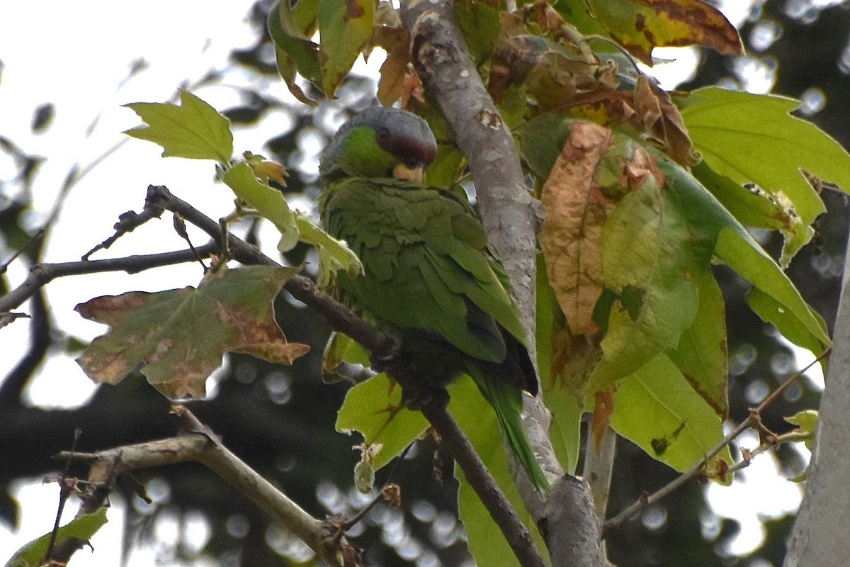 Lilac-crowned Parrot - ML619678455