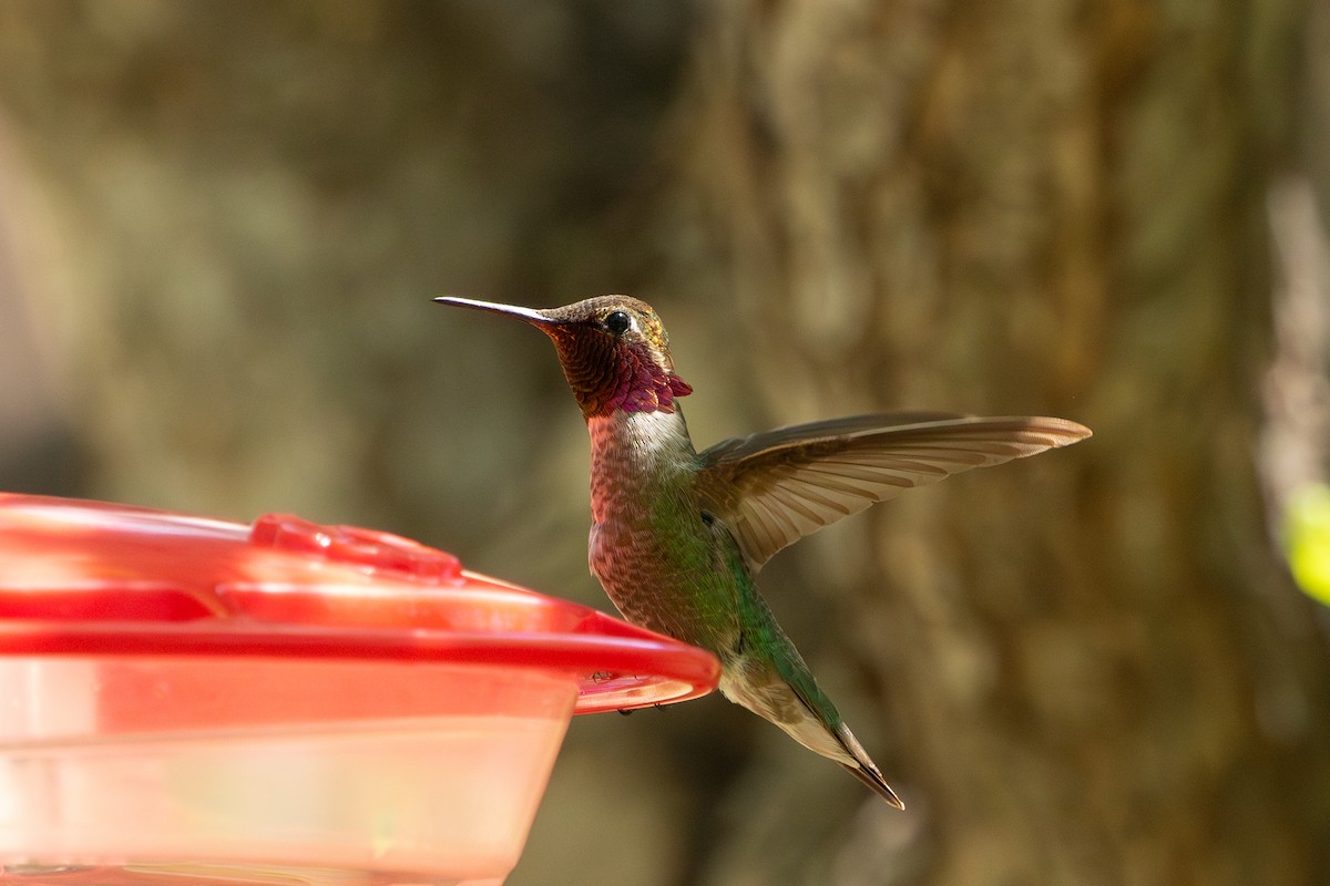 Anna's Hummingbird - ML619678470