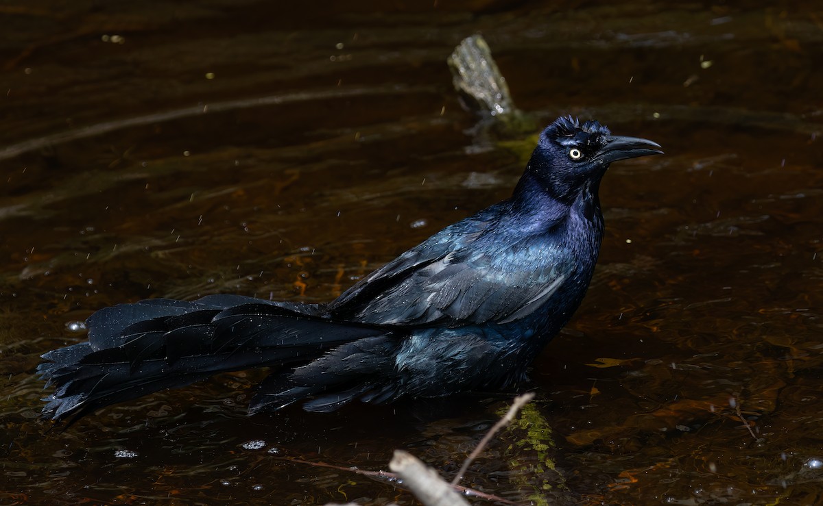 Great-tailed Grackle - ML619678483