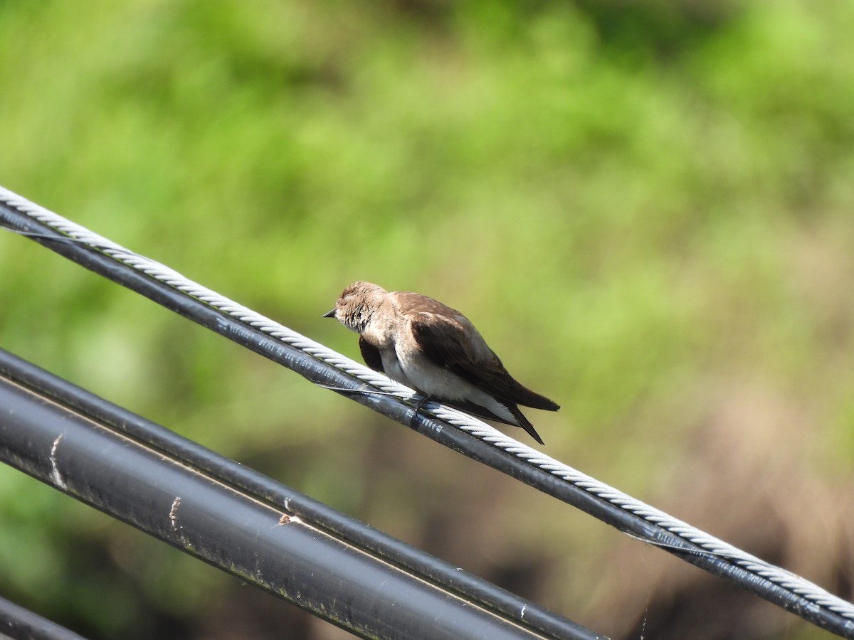 Northern Rough-winged Swallow - ML619678486
