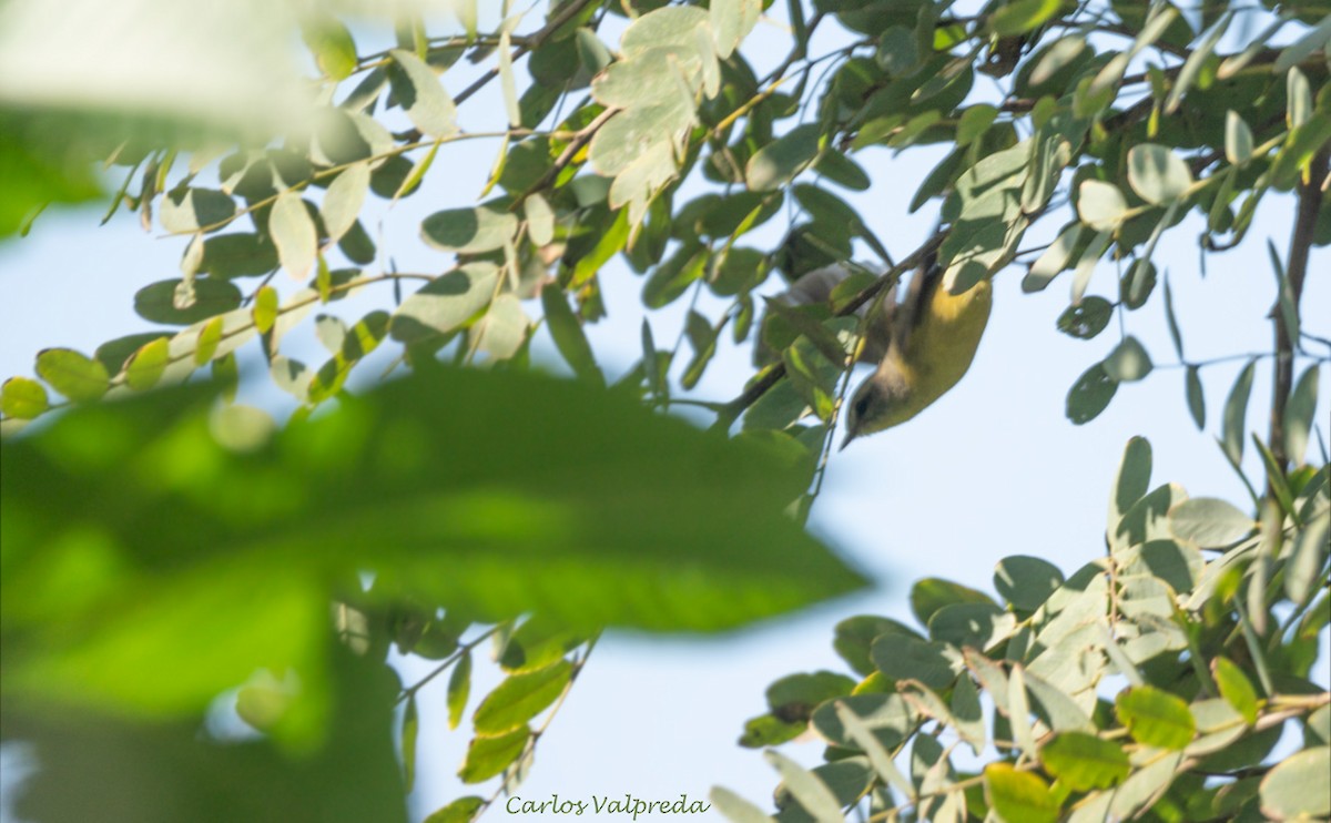 Golden-crowned Warbler - ML619678537