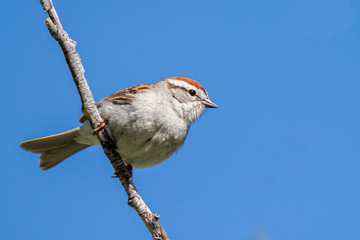 Chipping Sparrow - ML619678617