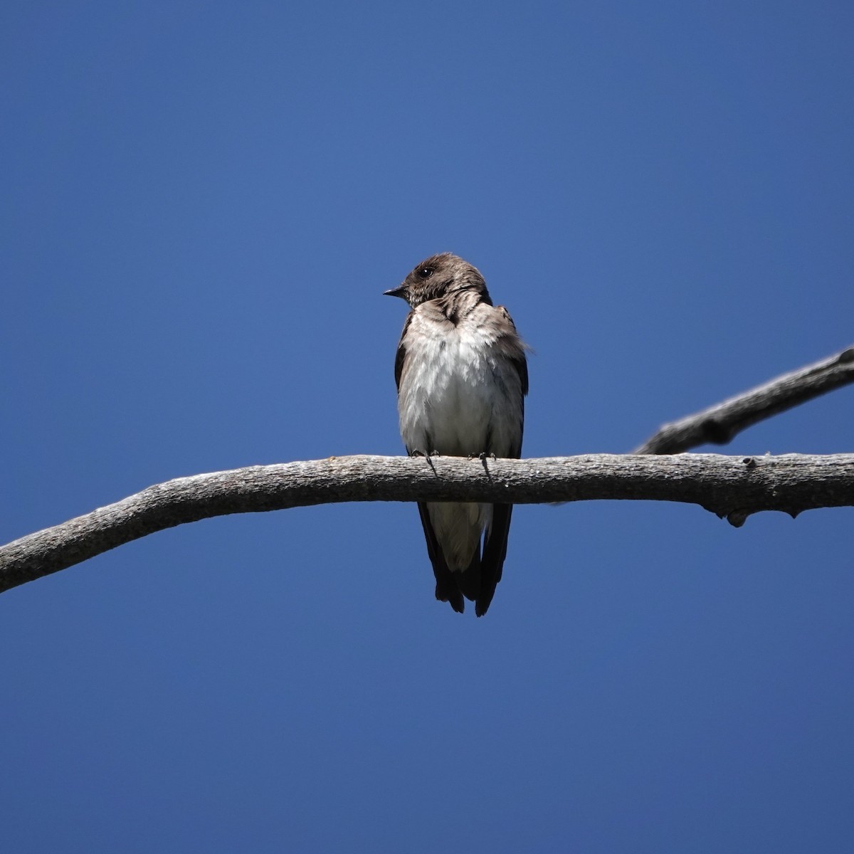Northern Rough-winged Swallow - ML619678619