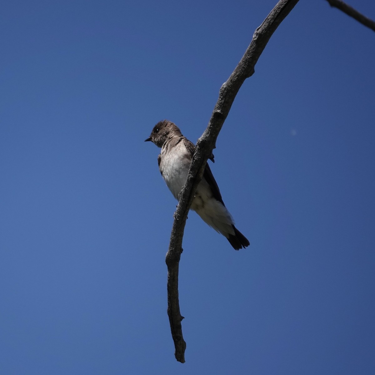 Northern Rough-winged Swallow - ML619678620