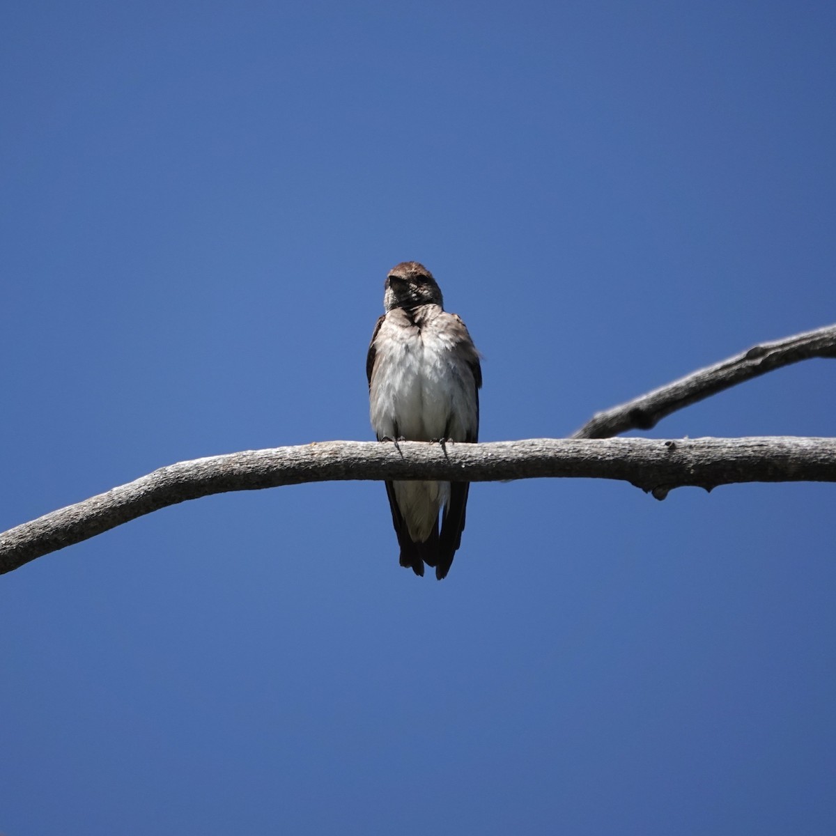 Northern Rough-winged Swallow - ML619678621