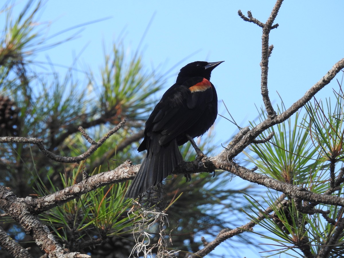 Red-winged Blackbird - ML619678681