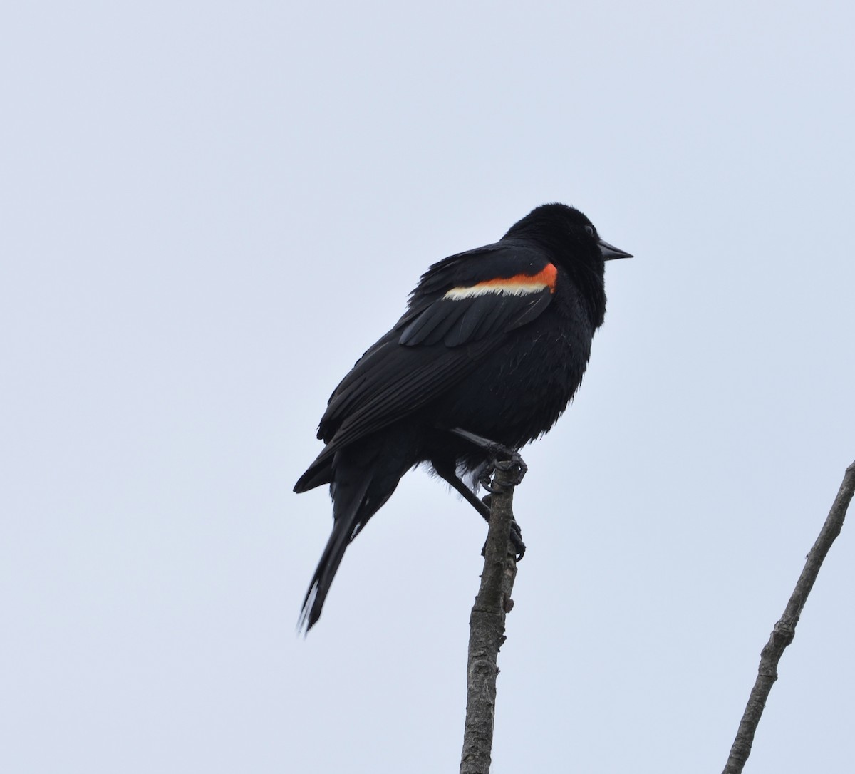 Red-winged Blackbird - ML619678685