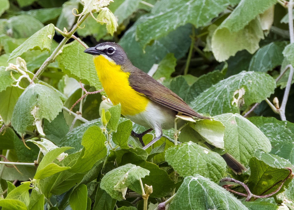Yellow-breasted Chat - ML619678688