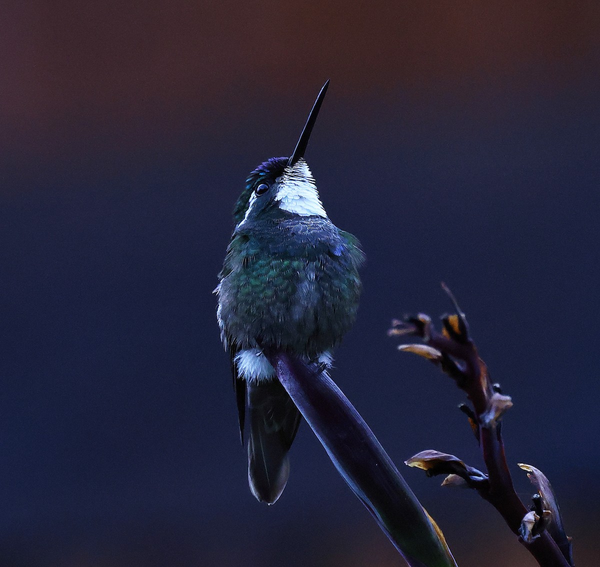 kolibřík pokřovní - ML619678784
