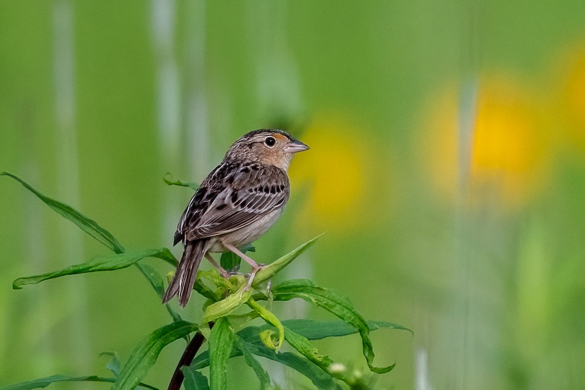 Grasshopper Sparrow - ML619678861