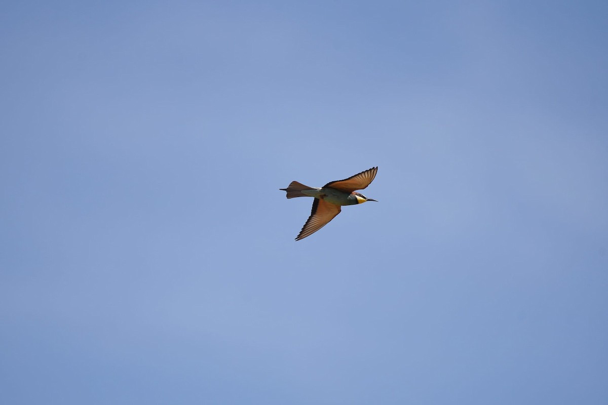 European Bee-eater - ML619678881